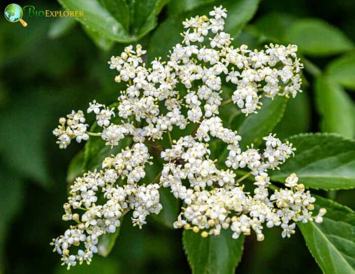 Elderflower Bunch