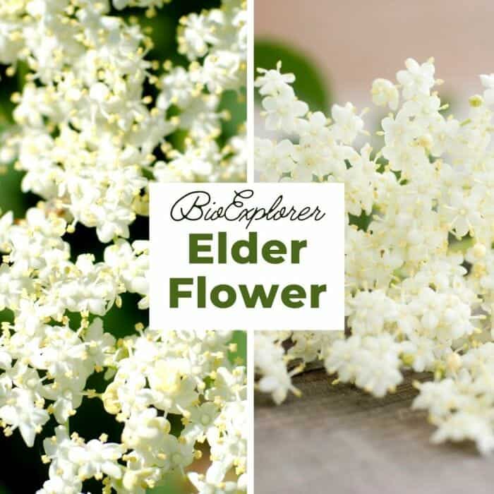 Elderflower