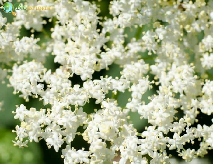 Elderflower Tree