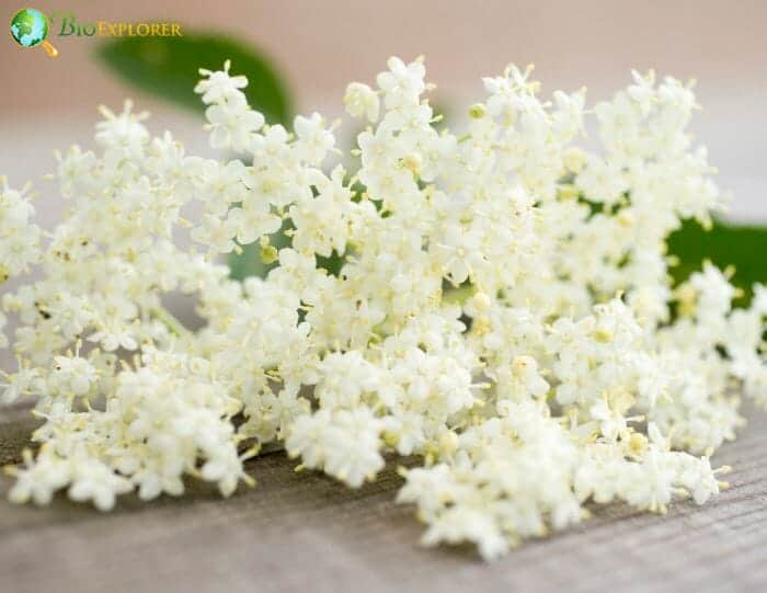 Elderflowers