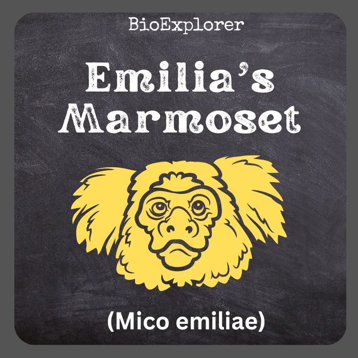 Emilia's Marmoset