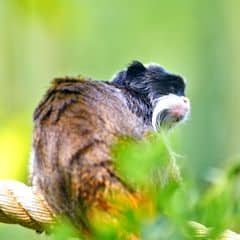 Emperor Tamarin