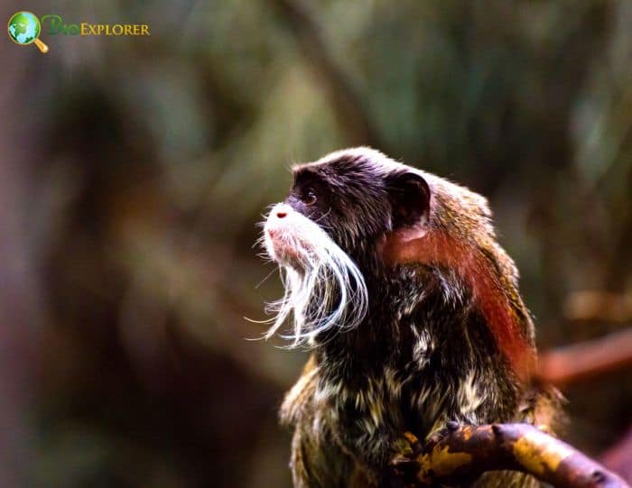 Emperor Tamarin