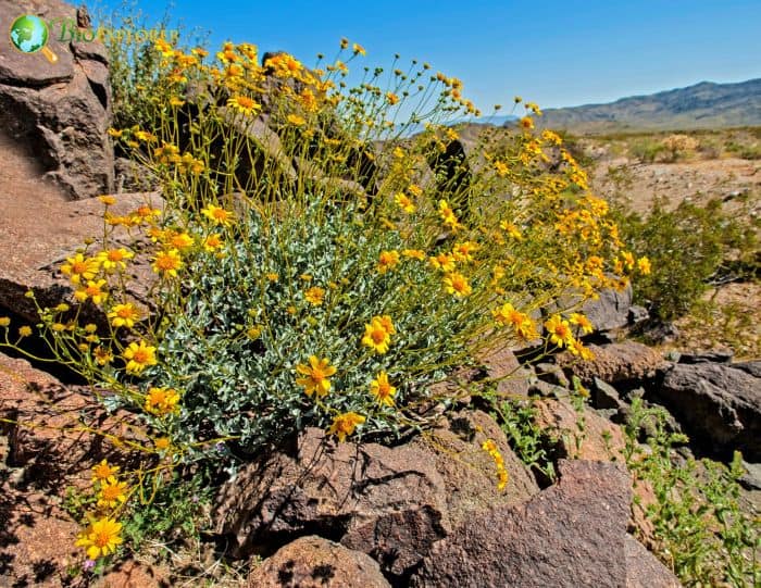 Encelia Farinosa Flowers