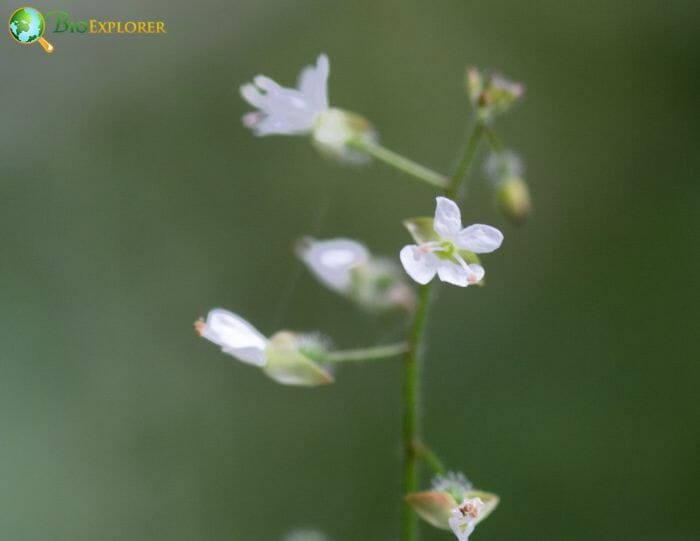 Enchanter's Nightshade Flowers