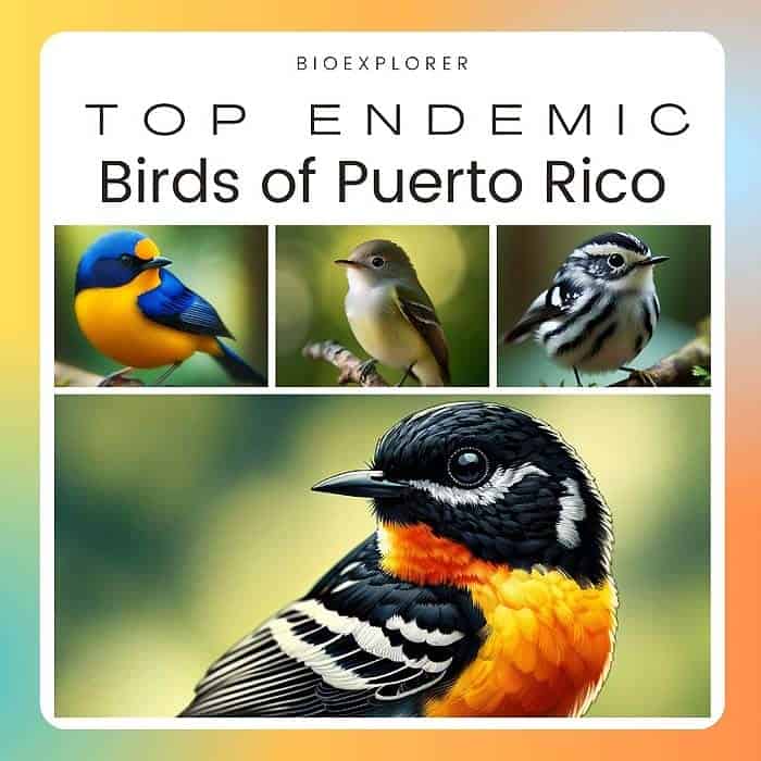 Endemic Birds of Puerto Rico