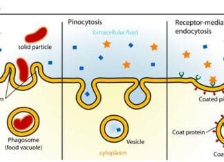 Endocytosis Types