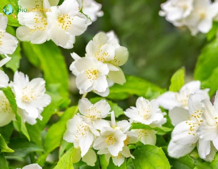 English False Yam Flowers