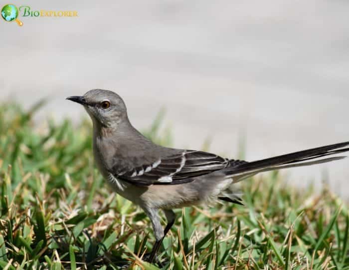 Enjoying Mimids In Your Backyard