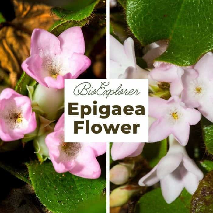 Epigaea