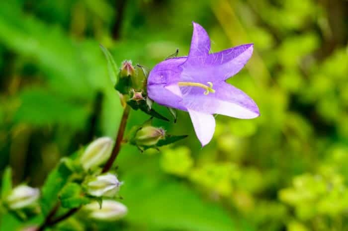 Epigaea Flower