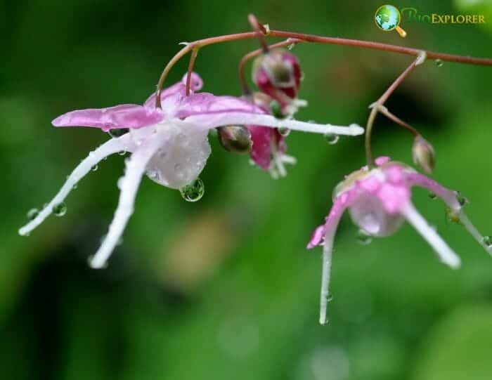 Epimedium Flowers