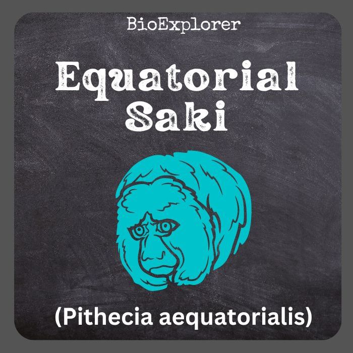 Equatorial Saki