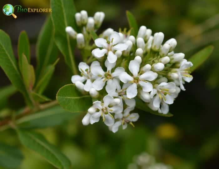 Escalloniales Flowers and Reproduction