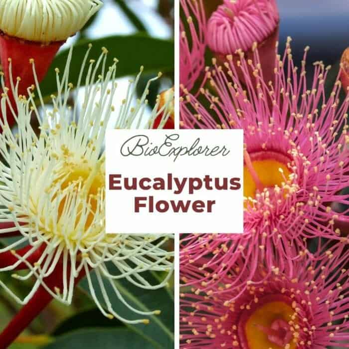 Eucalyptus