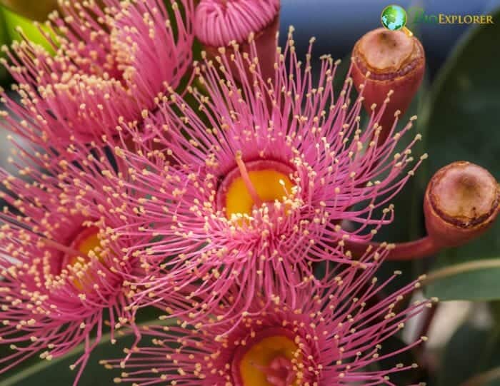 Eucalyptus Flowers