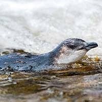 Chatham Island Blue Penguin