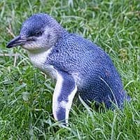 South Island Little Penguin