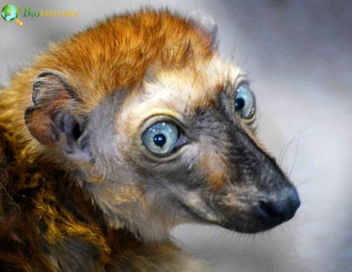 Eulemur Flavifrons