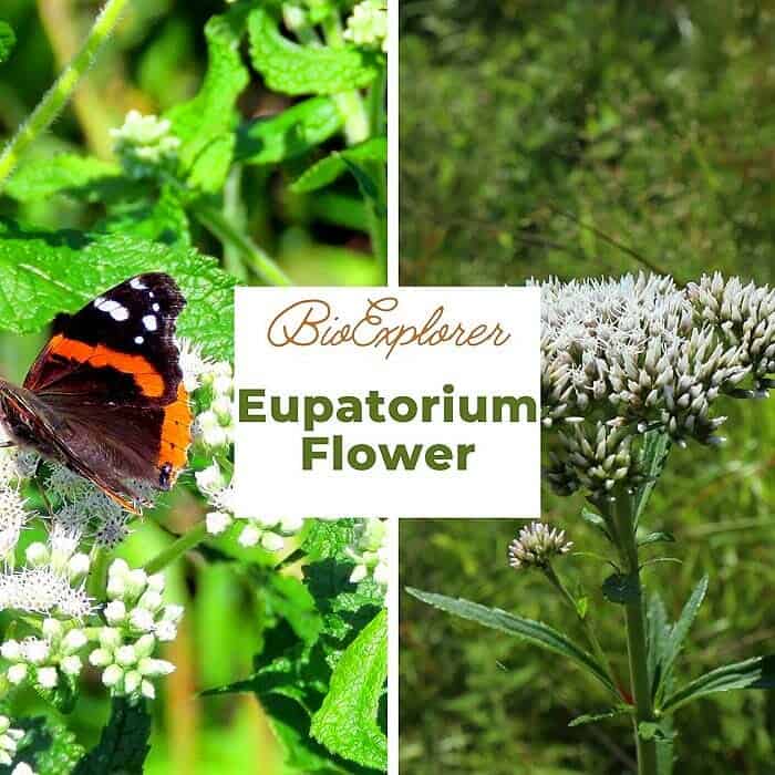 Eupatorium