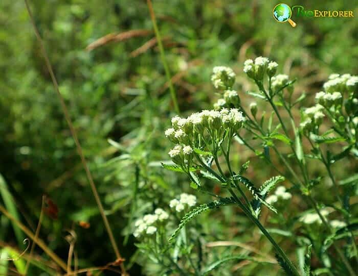 Eupatorium Flowering Plant