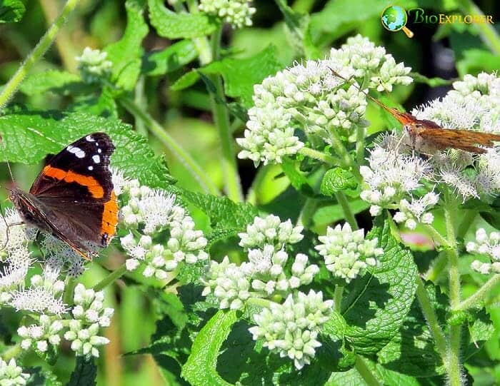 Eupatorium Flowers