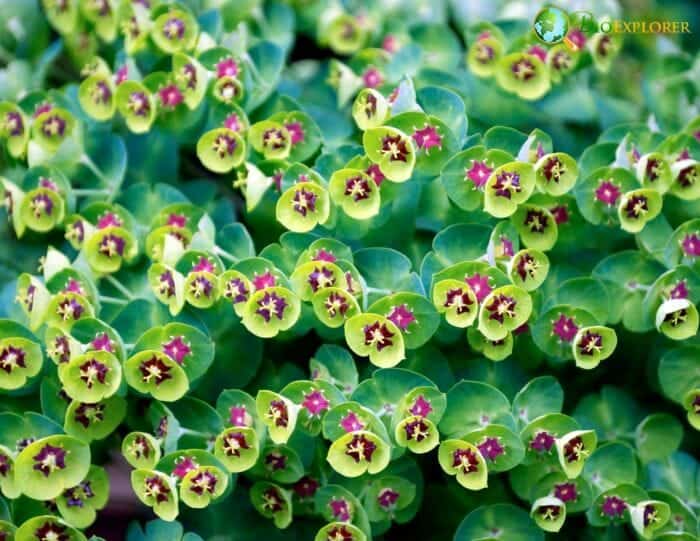 Euphorbia Flower Cluster