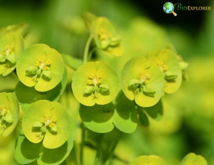 Euphorbia Flowers