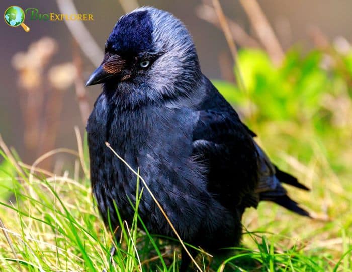 Eurasian Jackdaw