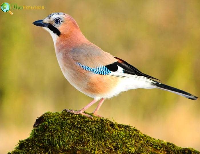 Eurasian Jay