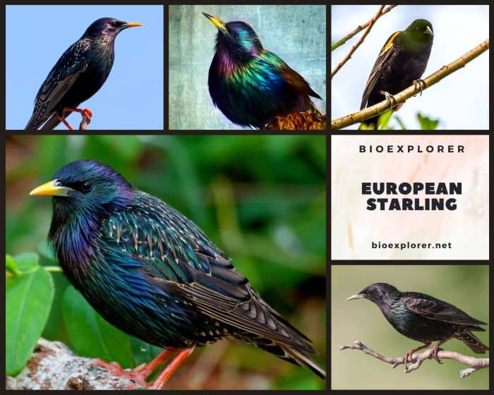 European Starling