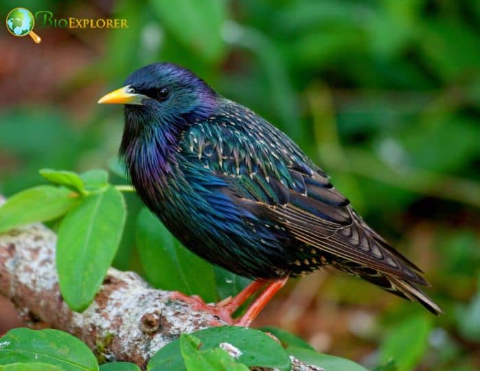 European Starling