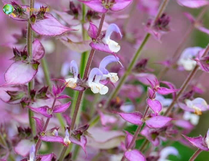 European Sage