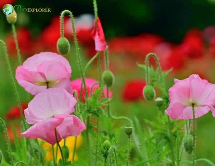 European Wild Poppy Flowers