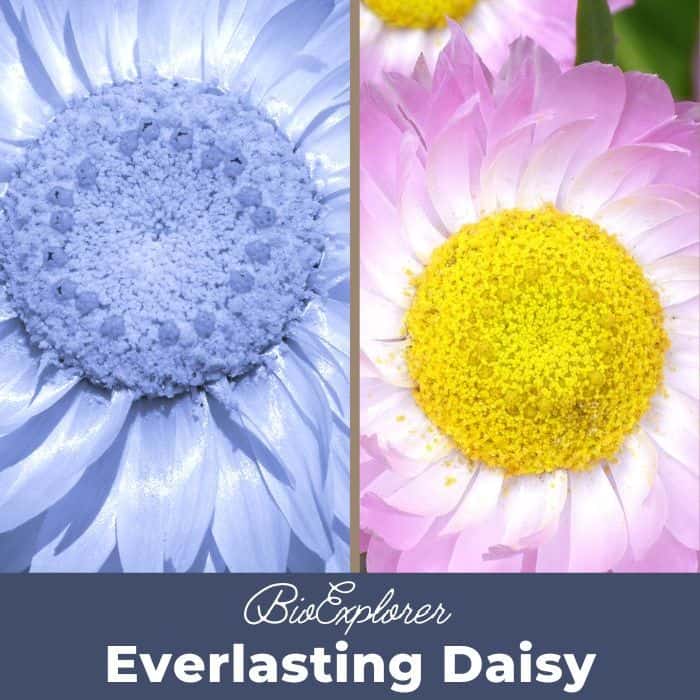 Everlasting Daisy