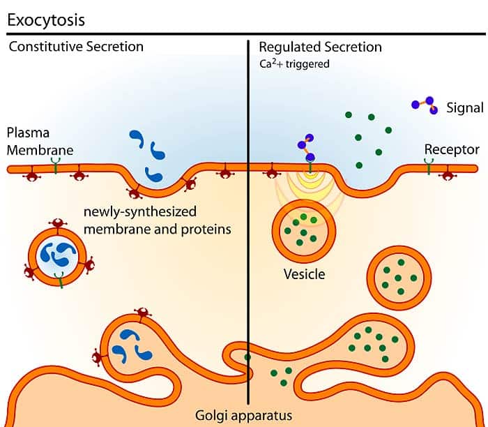 Exocytosis