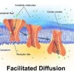 Facilitated Diffusion