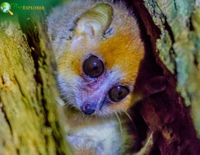 Facts About Goodman's Mouse Lemur