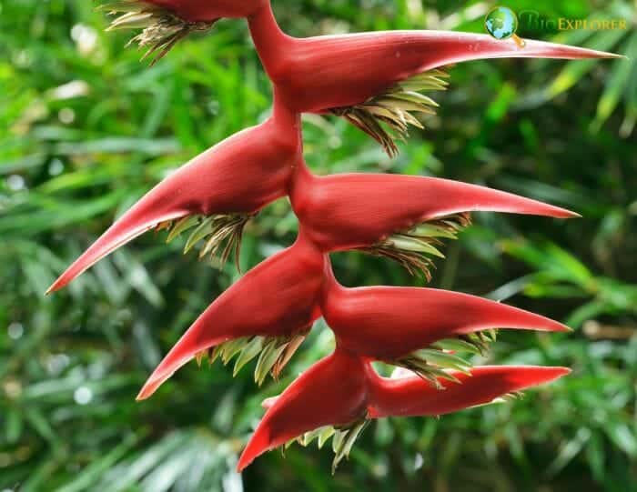 False Bird Of Paradise Flower