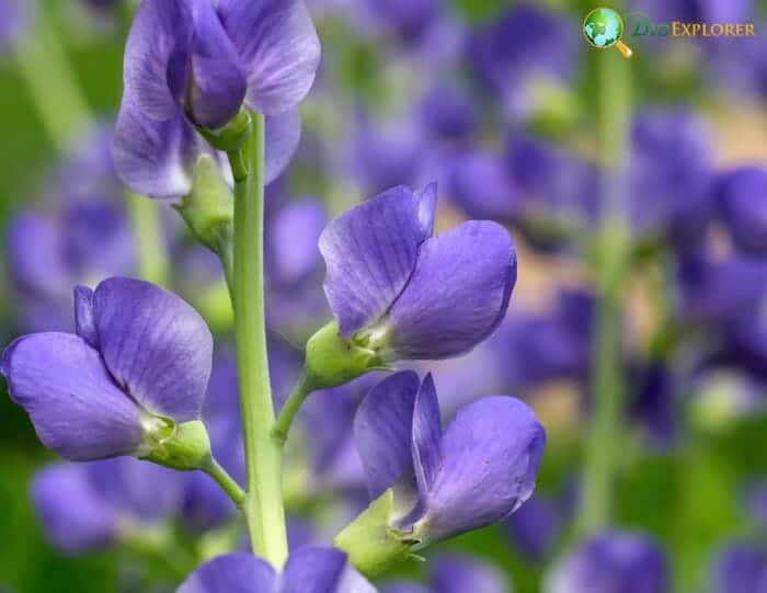 False Indigo Flowers