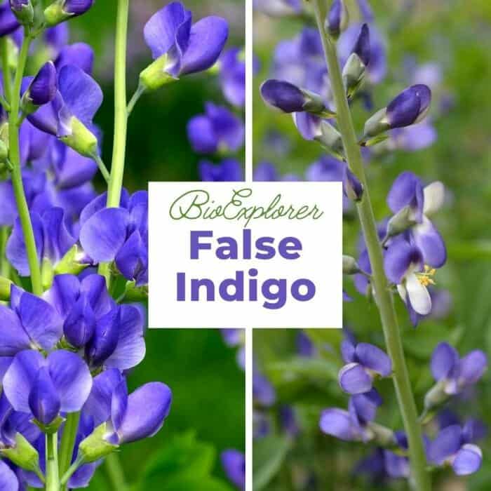 False Indigo