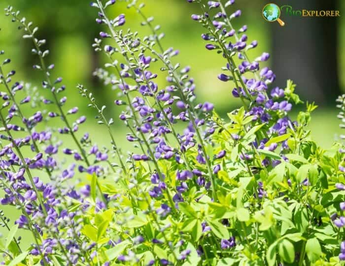 False Indigo Flowering Plant