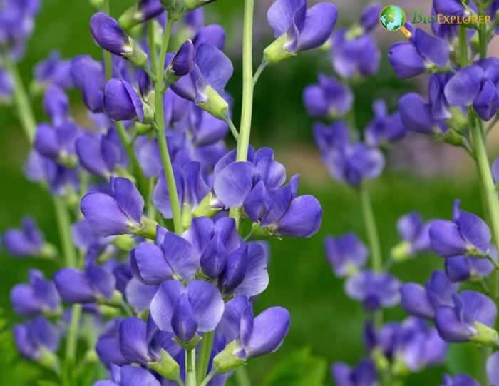 False Indigo Flowers