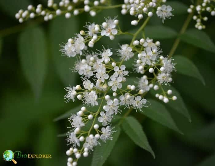 False Spirea Flowers