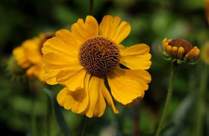 False Sunflower