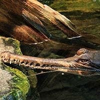 False Gharial