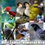 Famous Hawaiian Birds