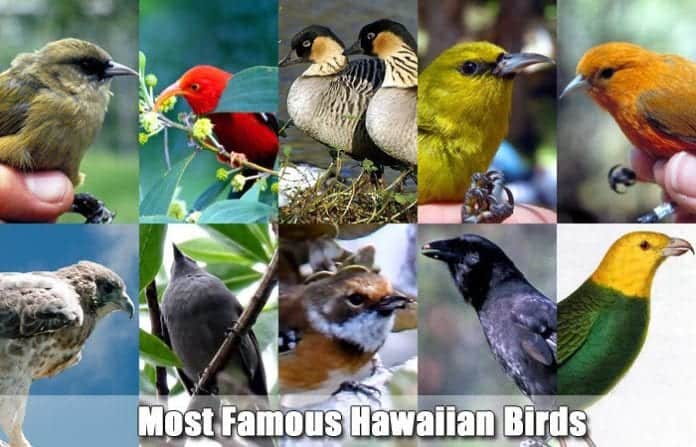 Famous Hawaiian Birds