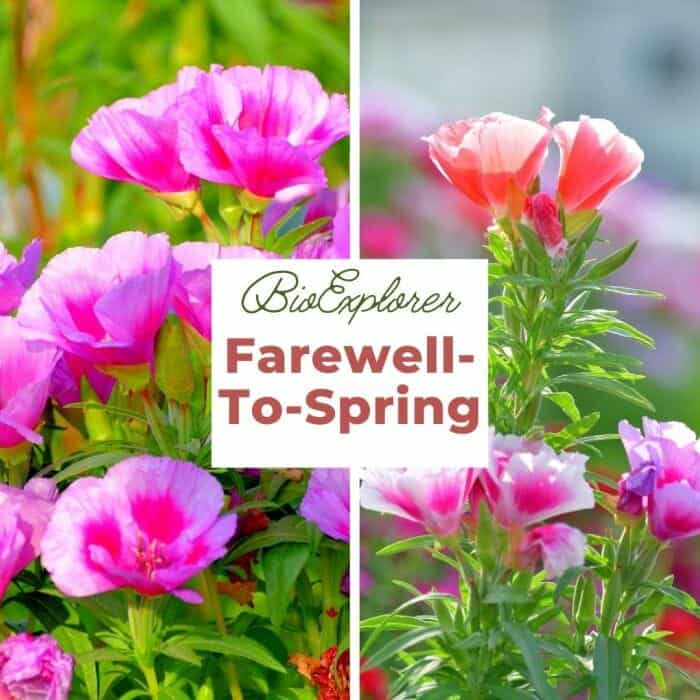 Farewell To Spring