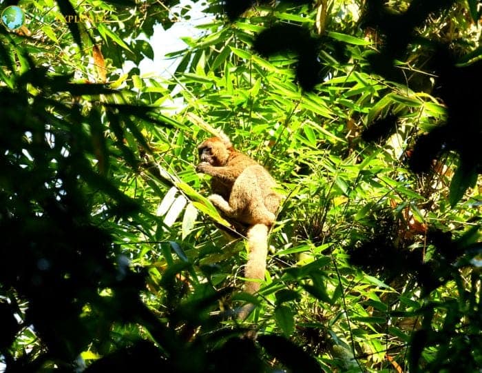 Fascinating Bamboo Adapted Behaviors